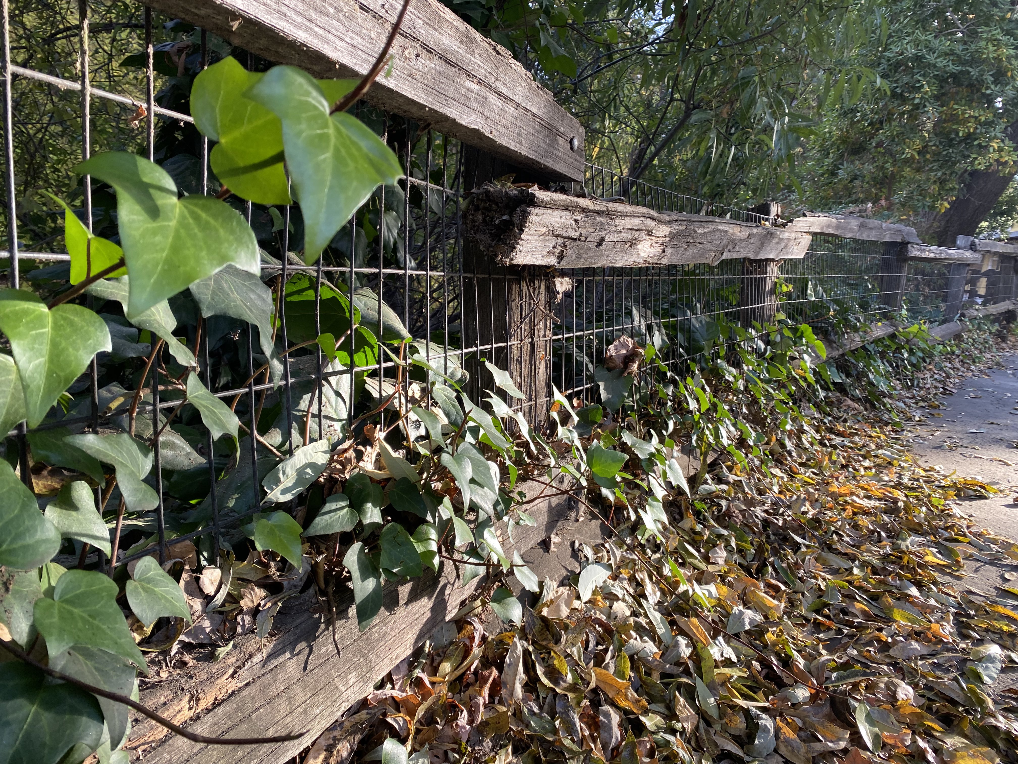 Overgrown Fence